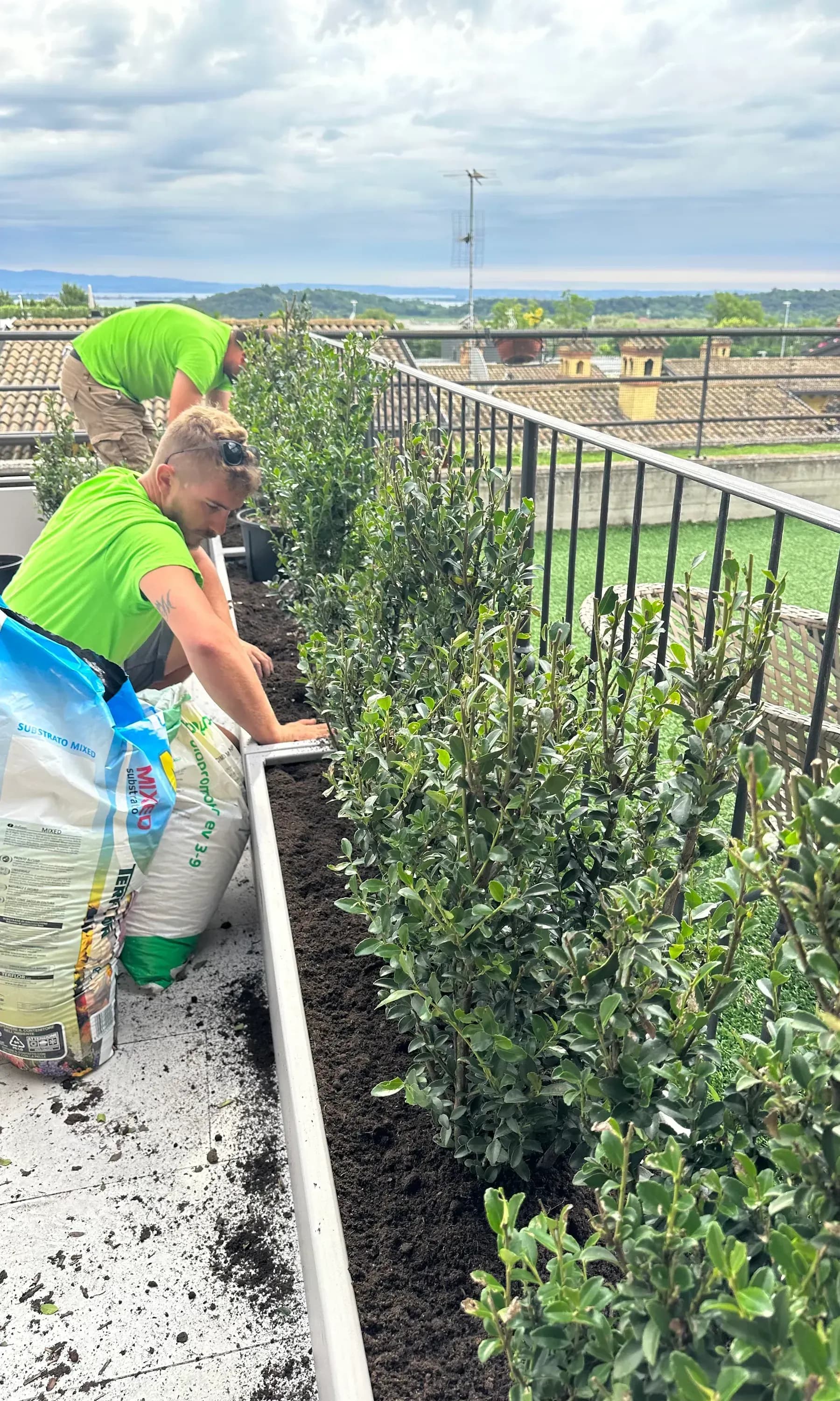 fioriera in metallo, siepe schermante sempreverde
