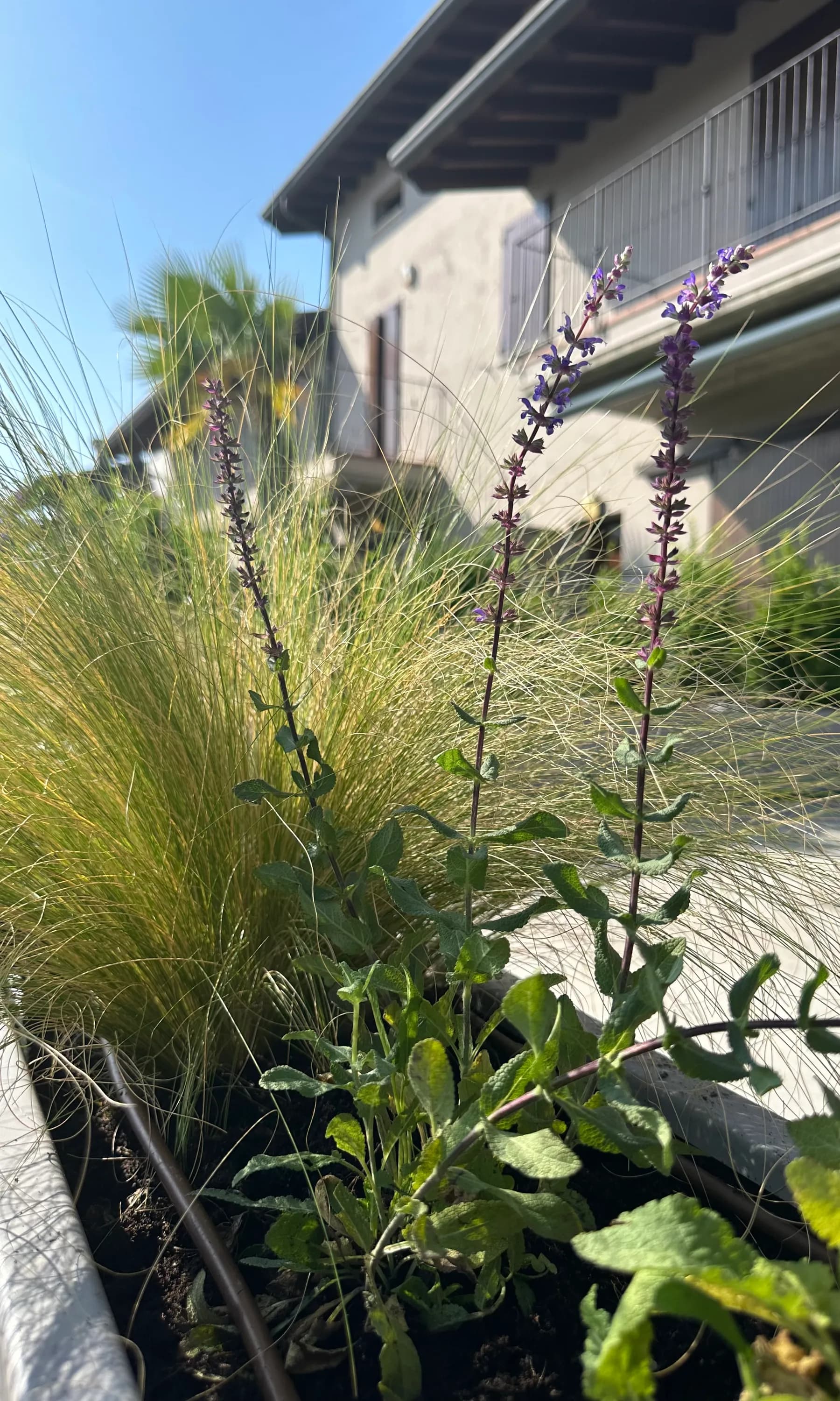 Salvia nemorosa, Stipa tenuissima, fioriera in metallo