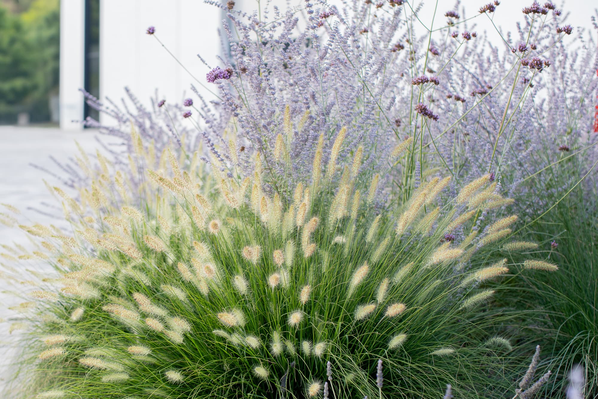 pennisetum-verbena